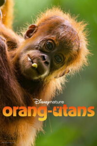 Orangutan (2026) | หนังดี24